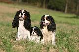 CAVALIER KING CHARLES 729